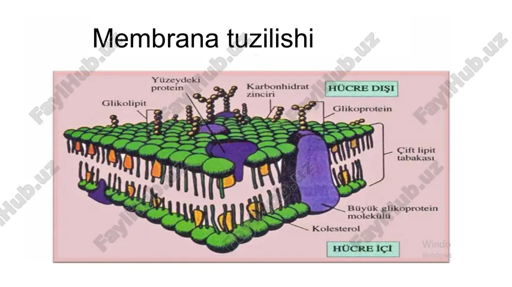 o‘lgani uchun eritrotsitlarni bir-biriga yopishib qolmasligini ta’minlaydi. glikoforin biomembranalar tuzilishini tasvirlovchi modellar birinchi model daniyel va davson (1931) taklif etgan «buterbrod» modeli ikkinchi model bo‘yicha lipidlarning gidrofob dum qismi va oqsillar gilam iplari kabi bir-biri bilan chirmashib ketgan va ularning turg‘unligi 175 elektrostatik kuch hisobiga emas, balki gidrofob bog‘lar evaziga ta’minlanadi mozaik modeli - membranalar oqsil molekulalaridan tarkib topgan bo‘lib, ularning orasidagi bo‘shliqlar lipidlar bilan qoplangan. moddalarning membranalar orqali o‘tkazilishi. passiv diffuziya aktiv diffuziya oddiy diffuziya yengillashgan diffuziya birlamchi diffuziya: na-k atfaza ca- atfaza h-atfaza ikkilamchi diffuziya: simport antiport vezikulyar transport plazma membranasi hujayralararo suyuqlik hujayralararo suyuqlik hujayra ichi suyuqlik retsetor vositasida endositoz image1.png image2.jpeg image3.png image4.png image5.png image6.png image7.png image8.png image9.png image10.png image11.png image12.png image13.png image14.png image15.png image16.png image17.png image18.png image19.png image20.png image21.png image22.jpeg image23.jpeg image24.jpeg image25.png image26.jpeg image27.jpeg image28.jpeg image29.jpeg image30.jpeg image31.png image32.png /docprops/thumbnail.jpeg