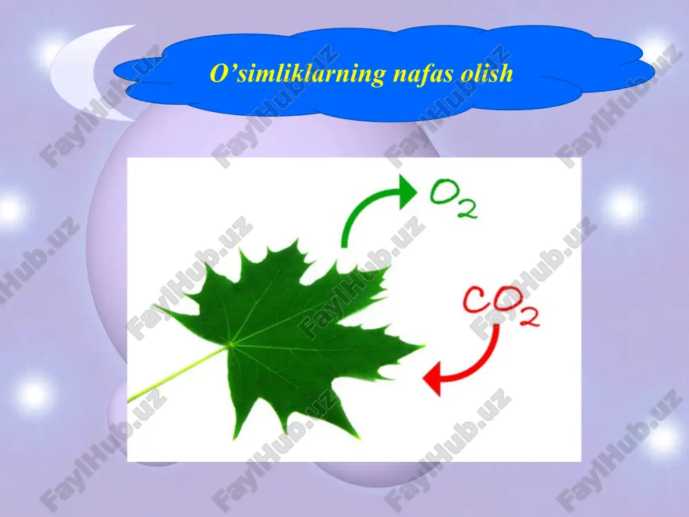o’simliklarning nafas olishi - Page 4