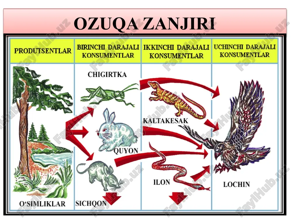9 % b) 10 % c) 12 % d) 0,9 % yechimi: fitoplankton→ zooplankton→mayda baliq→yirik baliq. 1000x 100x 10x x 1) x+10x+100x+1000x=55550 1111x = 55550 x=50 yirik baliq 2) 500 mayda baliq 55550 ________100% 500 __________ x = 0,9% javob: d) 0,9% ekologik piramidada lochin→kaltakesak→chigirtka va bugʼdoy boʼlib, shu piramidada lochinni massasi 8 kg boʼlsa u holda oziq zanjirdagi hayvonlarni barcha hayotiy jarayonlari uchun sarf boʼlgan oziqni umumiy massasini (kg) toping. a) 7992 b) 8888 c) 7200 d) 8,888 yechimi: lochin 8 kg. kaltakesak 80 kg. chigirtka 800 kg. bugʻdoy 8000 kg. savolga etibor bering. hayvonlarni ozigʻi deyilgan. 8000+800+80=8880 kg 8880________100% 7992 kg= x________ 90% hayotiy jarayonlar uchun sarf boʻladi. javob: a) 7992 kg masalalar oziq zanjiri ketma-ketligini chigirtka→kaltakesak→kapcha ilon→burgut tashkil qiladi. burgut ozuqasi tarkibidagi oqsildan chiqadigan energiya 820 kkal ni tashkil qiladi va u ozuqaning 25% ini egallaydi. ikkilamchi konsument(lar)ni va ozuqasi miqdorini toping. chigirtka-8000 g, burgut-80000 g b) …