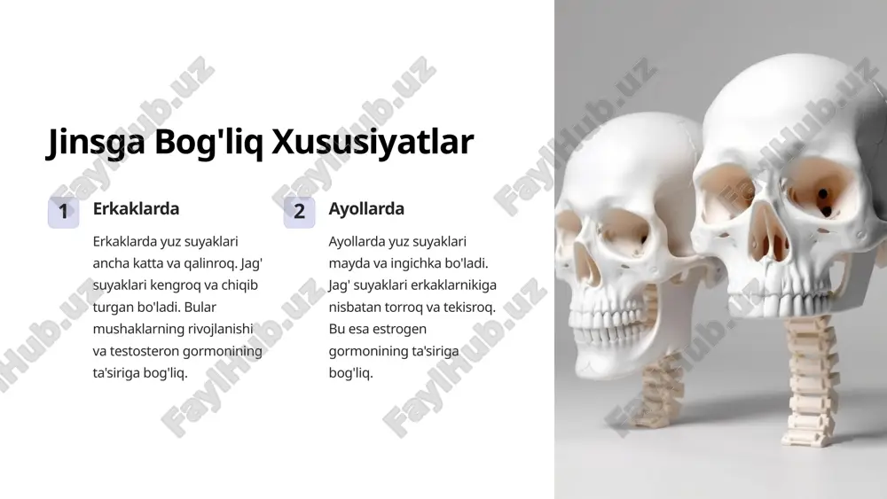 yuz suyaklari: yosh va jins xususiyatlari va anomaliyalari - Page 4