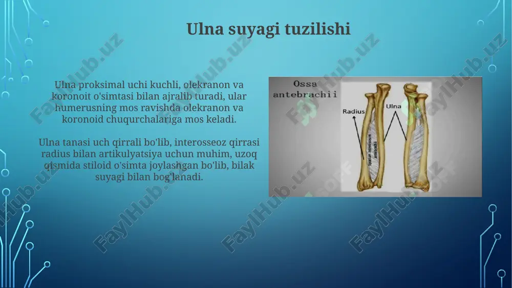 ondilda ogʻriq bilan kechadi va bilakni fleksiyaga keltiruvchi mushaklarning 45-75% qisqarishi paytida kuchayishi kuzatiladi. qo'l klinik anatomiyasi: umumiy ko'rinish kaftlarning karpal kanal sindromi, median nervning siqilishi natijasida yuzaga keladi, 5 ta barmoqning sezgirligiga ta'sir qilishi va kuchsizlikka olib kelishi mumkin. de kerven tenosinoviti, bosh barmoqning abduktori pollicis longus va ekstensor pollicis brevis paylarining yallig'lanishi, og'riq va harakat cheklanishiga sabab bo'ladi. qo'lning umumiy kasalliklari karpal tunnel sindromi, bilakdagi median nervning siqilishi natijasida kelib chiqadi, bu esa qo'lda og'riq, uyqushish va zaiflikka olib kelishi mumkin, taxminan 3-6% aholi ta'sirlanadi. de kerven tenosinoviti, bosh barmoqning paylarining yallig'lanishi, takrorlanuvchi harakatlar natijasida kelib chiqadi va 1000 kishiga 1.3-2.6 holatda uchraydi, og'riqli holat hisoblanadi. e'tiboringiz uchun rahmat image3.jpg image4.jpg image5.jpg image6.jpg image7.jpg image8.jpg image9.jpg image10.jpg image11.jpg image12.jpg image13.jpg image14.jpg image15.jpg image16.jpg image17.jpg image18.jpg image19.jpg image2.png