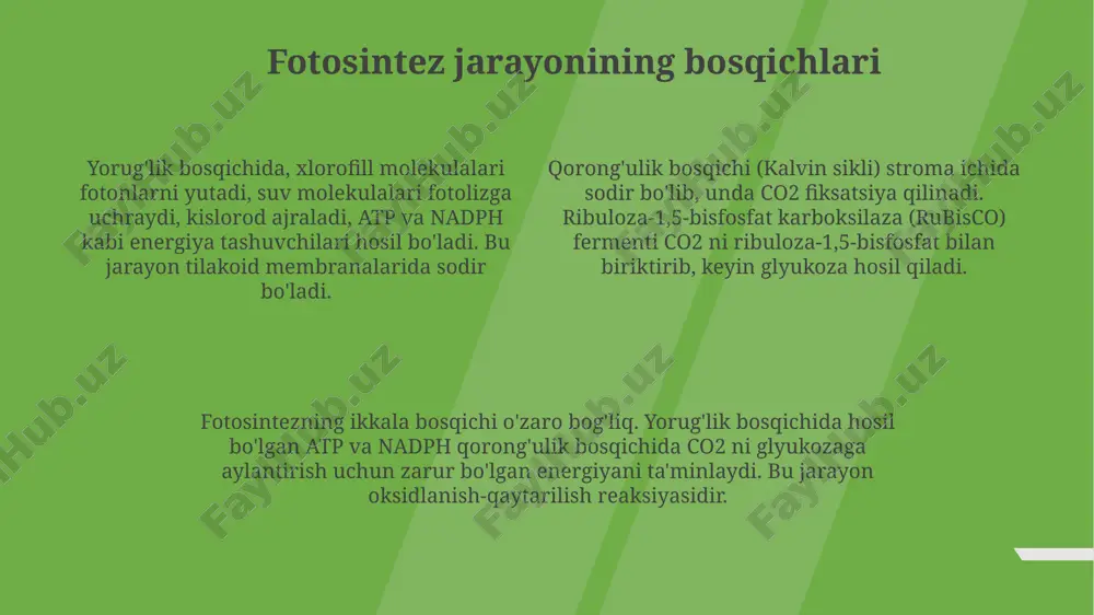 fotosintez - Page 4