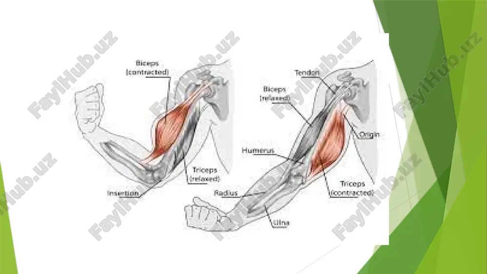 muscular system of a human being - Page 4