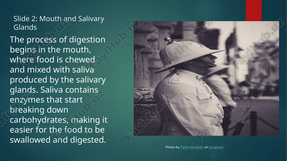 the alimentary tract of a human being - Page 4