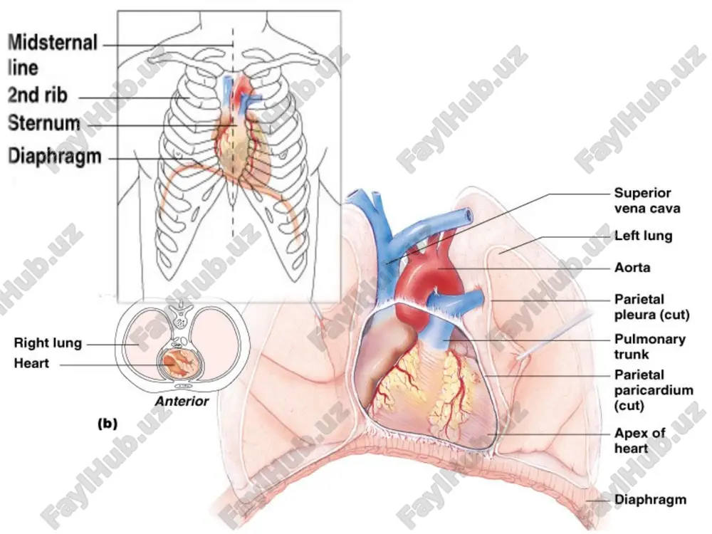 cardio-vascular system - Page 4