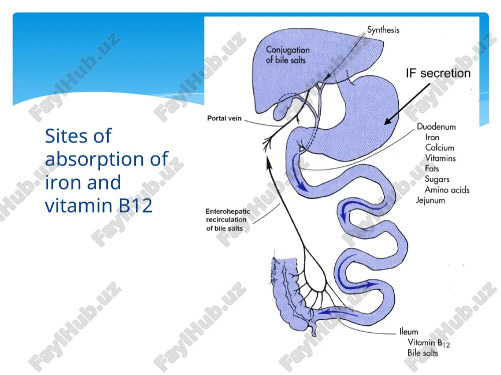 sensitive to oxidative stress (infection, certain drugs) treatment: avoid triggers if possible, especially inciting drugs special cases of hemolytic anemia more in pas 658 african background abnormal hemoglobin causes change in rbc shape, resulting in constant rbc destruction by the spleen, functional asplenia, susceptible to infection arterial occlusion leads to infarcts, pain crises, acute chest syndrome, stroke, mi keep hydrated, treat pain, take infection seriously also sickle-c and sickle-b-thalassemia sickle cell disease anemia case study #1 a 72 year old male has the cbc findings shown. peripheral rbcs are hypochromic & microcytic. anemia case study #1 what test would you order for this patient? a-hemoglobin electrophoresis b-retic count c-stool for occult blood d-b12 assay e-bone marrow biopsy two questions: what is your diagnosis? what is the next step for this patient? anemia case study #1 answers question 1 likely iron deficiency anemia question 2 colonoscopy anemia case study #1 anemia …