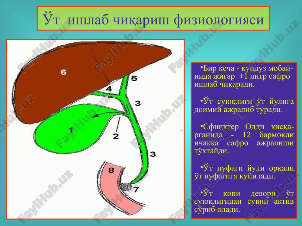 o't tosh kasalligi.xoletsistitlar, diagnostikasi va davolash - Page 4
