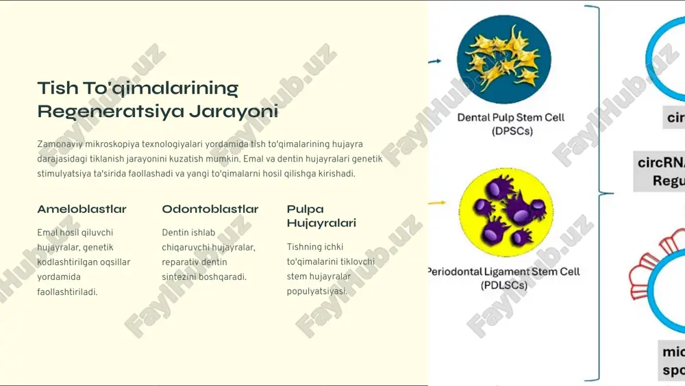 radi. ustunliklari yuqori aniqlik: 99.9% aniqlik bilan kerakli geni nishonga oladi tezkorlik: jarayon bir necha kun ichida amalga oshiriladi narx samaradorligi: avvalgi usullarga nisbatan 100 marta arzonroq ko'p qirralilik: turli genetik kasalliklarni davolashda qo'llaniladi stomatologiyada qo'llanilishi genetik tish kasalliklarini davolash amelogenesis imperfecta, dentinogenesis imperfecta kabi irsiy kasalliklarni bartaraf etish tish to'qimalarini regeneratsiya stem hujayral4rni kerakli yo'nalishda differentsiatsiya qilish kariesga chidamlilikni oshirish emal tuzilishini yaxshilovchi genlarni faollashtirish crispr texnologiyasi stomatologiyada shaxsiylashtirilgan davolash imkoniyatlarini kengaytirmoqda. har bir bemorning genetik xususiyatlariga mos ravishda individual davolash rejasi tuzish mumkin bo'lmoqda. bu esa davolash samaradorligini sezilarli darajada oshiradi va yon ta'sirlarni kamaytiradi. crispr/cas9 mexanizmi: dnk kesilishi va tahrirlanishi crispr/cas9 tizimi ikki asosiy komponentdan iborat: cas9 fermenti (molekulyar qaychi) va guide rnk (yo'lboshchi molekula). guide rnk cas9 ni dnk zanjirining aniq nuqtasiga olib boradi, keyin cas9 fermenti dnk zanjirini kesib tashlaydi. 11-bosqich: nishonni aniqlash guide rnk maxsus gen ketma-ketligini topadi 2 2-bosqich: bog'lanish cas9 oqsili dnk …