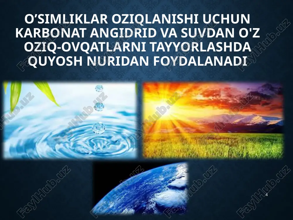 o'simliklar qulupnay - Page 4