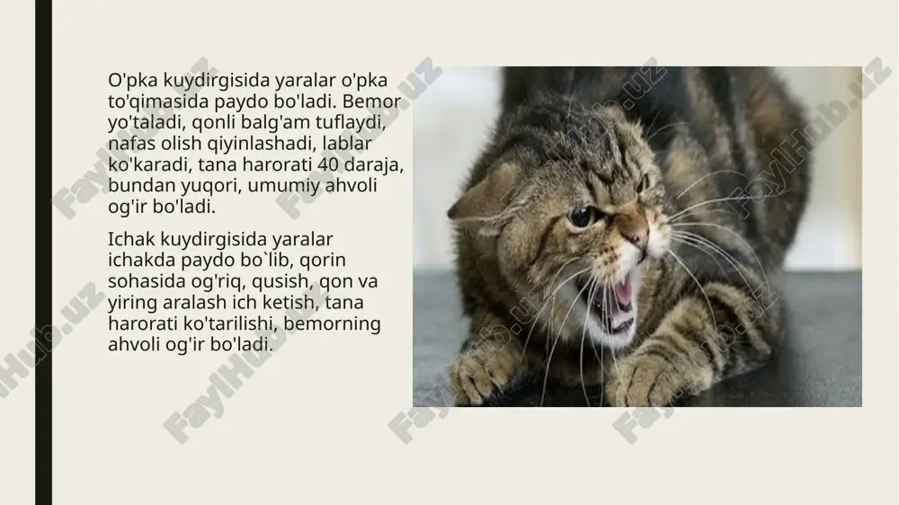 lgilari. brutsellyoz 3 turda kechadi: o'tkir brutsellyoz. o'tkir qaytalovchi brutsellyoz; 3. surunkali faol brutsellyoz; 1.o`tkir brutsellyoz. mikrob yuqqanidan bir haftadan ikki oygacha yashirin davri o`tgach, tana haroratining 39-40 darajaga ko'tarilishi bilan boshlanadi. harorat bir haftadan to'rt haftagacha davom etishi mumkin.bu davrda bemor varaja qiladi, ko'p terlaydi. sinchiklab tekshirilganda bo'yin, qo`ltiq osti, chov sohasidagi limfa tugunlarining hajmi bir sm gacha kattalashgani aniqlanadi. davolash natijasida o`tkir brutsellyoz bilan kasallangan bemor to`lig`icha tuzalishi mumkin. ammo, ayrim hollarda bemor to`lig'icha tuzalmaydi, ya'ni o'tkir brutsellyoz kasallikning o'tkir qaytalovchi turiga aylanishi mumkin. 2.o'tkir qaytalovchi brutsellyozda kasallik vaqti-vaqti bilan qo'zg`alib va paysal topib kechadi. kasallik qo'zg'aganda tana harorati ko'tariladi, bo'g'im va muskullarida og'riq bo`ladi, 3-4 kundan keyin bemorning ahvoli yaxshilanadi, lekin 1-1,5 oy o'tgach shu holat yana takrorlanaveradi. 3.surunkali faol brutsellyoz. o'tkir qaytalovchi brutsellyoz 6 oy davomida tuzalmasa, u surunkali faol brutsellyozga aylangan bo`ladi.bunda asosan katta bo'g'imlar zararlanadi, ya'ni tirsak, son-chanoq, tizza bo'g'imlari. shunungdek, bel dumg'aza umurtqalari …