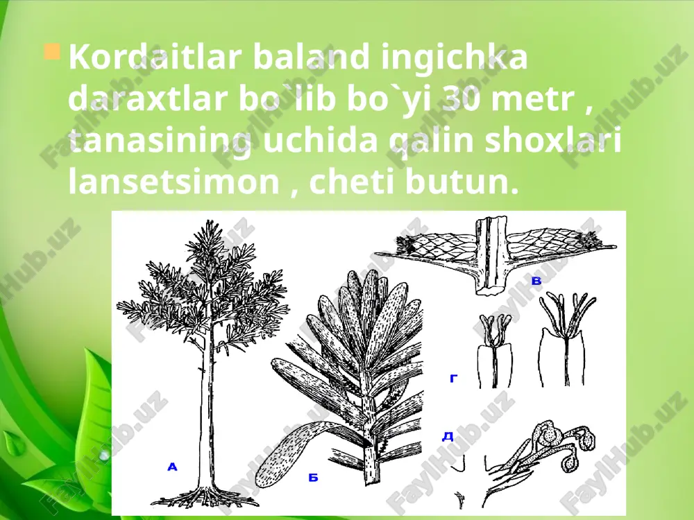 ochiq urug‘lilar bo‘limi - Page 4