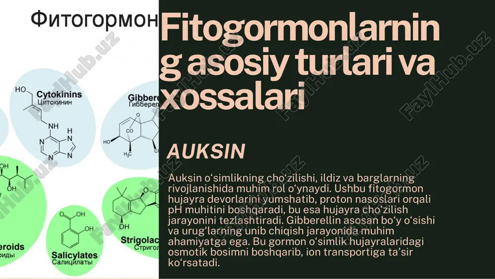 fitogormonlarning o‘simlik biologiyasidagi roli ulkan ahamiyatga ega. ular o‘simlikning o‘sishi, rivojlanishi, stressga javob reaksiyalari va tashqi muhitga moslashuvchanligini boshqaruvchi asosiy omillardan biridir. fitogormonlar hujayra bo‘linishi, cho‘zilishi, differentsiatsiyasi, urug‘ unib chiqishi, meva yetilishi, barglarning to‘kilishi va stress sharoitida moslashuv jarayonlarini muvofiqlashtiradi. ularning ta’siri o‘simlikning butun rivojlanish siklini qamrab oladi va turli jarayonlarning izchil o‘tishini ta’minlaydi. fitogormonlarning o‘simlik biologiyasidagi roli amaliy jihatdan fitogormonlar qishloq xo‘jaligida hosildorlikni oshirish va sifatni yaxshilashda qo‘llaniladi. ular yordamida o‘simliklarning stressga chidamliligini oshirish, hosilni tez yetishtirish, urug‘siz mevalar hosil qilish va qurg‘oqchilikka moslashgan navlarni yaratish mumkin. masalan, gibberellinlar o‘sishni tezlashtirish uchun, etilen meva yetilishini nazorat qilish uchun, abssiz kislotasi esa stressga chidamlilikni oshirish uchun keng qo‘llaniladi. ilmiy va amaliy ahamiyati fitogormonlarning ilmiy ahamiyati ularning molekulyar mexanizmlari, signalizatsiya yo‘llari va fiziologik ta’sirini o‘rganish bilan bog‘liq. bu bilimlar o‘simlik biologiyasining ko‘plab muammolarini hal qilishga yordam beradi, masalan, stress javoblari mexanizmlarini aniqlash yoki o‘simlik o‘sishini boshqaruvchi jarayonlarni chuqur tushunish. fitogormonlar gen …