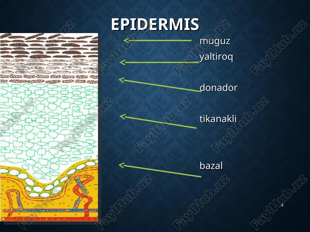 ijasida kuzatiladi. shu sababli qaloqlar seroz, qonli, yiringli bo'lib, teri sathidan ko'tarilib turadi. * chandiq (cicartix) - derma, gipodermaning chuqur jarohatlanishi natijasida, yaraning bitishi oqibatida hosil bo'lgan yangi to'qima. chandiq, asosan, kollagen tolalardan tarkib topadi. chandiq yuzasidagi teri, odatda, tekis, yaltiroq bo'lib, teri o'z ko'rinishini yo'qotadi va soch follikulalari bo'lmaydi. * lixenifikatsiya (lichenificatio) - terining quruqlashib, zichlanib dag'allanishi bo'lib, epidermis va terining so'rg'ichsimon qavatida kuchli infiltratsiya va akantoz hisobiga kuzatiladi. terining tabiiy ko'rinishio'zgaradi. bunday teri turg'un giperemiyali, zich bo'lib, yuzasi kepaklanadi. lixenifikatsiya odatda m ayda tugunchalar qo'shilishi. surunkaliyalligiangan infiltrat va kuchli qichima bilan kechadi va neyrodermit va boshqa surunkali teri kasalliklarda uchraydi * vegetatsiya (vegctatio) - «ko'payib tarqalish» ma’nosini anglatadi. epidermis tikanaksimon qavatining qalinlashishi va derma so'rg'ichsimon qavatining o'sib ketishi bilan kechadi. e’tiboringiz uchun raxmat!!! *