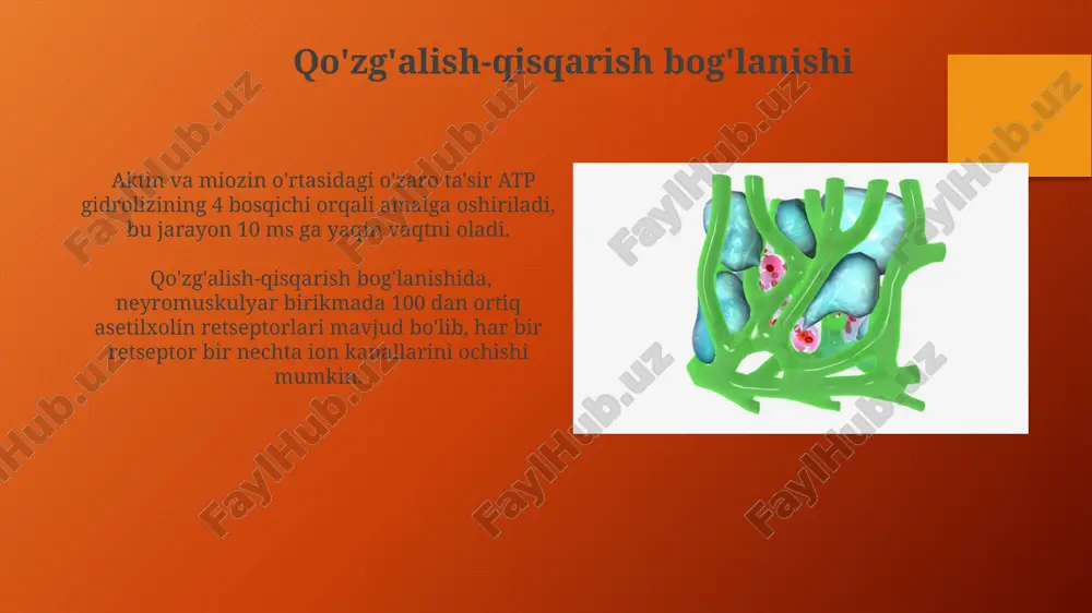ozin boshchalarining aktin bilan bog'lanishiga imkon beradi. e'tiboringiz uchun rahmat @taqdimot_robot image3.png image4.jpg image5.jpg image6.jpg image7.jpg image8.jpg image9.jpg image10.jpg image11.jpg image12.jpg image13.jpg image14.jpg image15.jpg image16.jpg image17.jpg image18.jpg image1.png