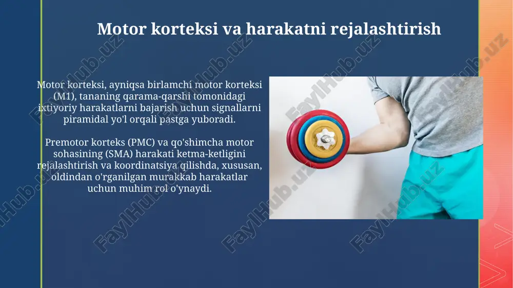 archoq nerv impulslarining uzatilish tezligini kamaytiradi, asetilxolinning ajralishini buzadi va mushak hujayralarining qo'zg'aluvchanligini pasaytiradi, bu esa harakatlarni sekinlashtiradi. harakat buzilishlari: asosiy turlari parkinsonizm tremor, rigidlik, bradikineziya va postural beqarorlikni o'z ichiga oladi, nigrostriatal dopamin yo'llarining buzilishi sabab bo'ladi. serebellar ataksiya muvozanatni saqlash, koordinatsiya qilish va aniq harakatlarda qiyinchiliklarni keltirib chiqaradi, ko'pincha miyachaning shikastlanishi natijasida yuzaga keladi. sportdagi motor faoliyatining fiziologiyasi sportdagi motor faoliyatining fiziologiyasi harakatni boshqarish uchun miya yarim sharlari, miyacha va bazal gangliyalarning integratsiyalashgan rolini o'z ichiga oladi, muvofiqlashtirilgan harakatlar uchun javobgardir. sport faoliyati mushak tolalarining (i va ii tip) yollanish tartibini, energiya almashinuvini (aerobik va anaerobik) va ularning sport turiga xos moslashuvini o'z ichiga oladi. xulosa va kelajakdagi yo'nalishlar kelajakdagi tadqiqotlar motor faolligining murakkab xususiyatlarini, xususan, neyron zanjirlarining erta rivojlanishida (0-5 yosh) shakllanish jarayonlarini o'rganishi lozim. sensorli integratsiya jarayonlari (masalan, 3d ko'rish, muvozanatni saqlash) va ularning motor funksiyasiga ta'siri molekulyar darajada, ayniqsa 1-toifa mushak tolalarida o'rganilishi kerak. e'tiboringiz …