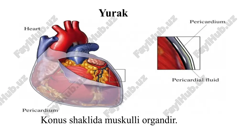 arining yo'q qilinishi (gemoliz). turli xil anemiya holatlari orasida temir tanqisligi kamqonligi eng keng tarqalgan va barcha anemiyalarning taxminan 80% ni tashkil qiladi. jahon sog'liqni saqlash tashkiloti ma'lumotlariga ko'ra, dunyodagi har 3-ayol va har 6-erkak (200 million kishi) temir tanqisligi kamqonligidan aziyat chekmoqda. temir tanqisligi anemiyasi(ida) - temir tanqisligi tufayli gemoglobin sintezining buzilishi bilan tavsiflangan va anemiya va sideropeniya bilan namoyon bo'ladigan gematologik sindrom. ida ning asosiy sabablari qon yo'qotish va go'sht va baliq kabi gemga boy oziq-ovqatlarning etishmasligidir. temir tanqisligi kamqonligi bilan og'rigan bemorning rangpar qo'li (chapda) va sog'lom ayolning oddiy qo'li. temir tanqisligi kamqonligi bilan og'rigan bemorning rangpar qo'li (chapda) va sog'lom ayolning oddiy qo'li. b12 tanqisligi kamqonligining belgilari: b12 tanqisligi anemiyasi nisbatan sekin rivojlanadi va asemptomatik bo'lishi mumkin. anemiyaning klinik belgilari o'ziga xos emas: zaiflik, charchoq, nafas qisilishi, bosh aylanishi, yurak urishi. bemorlarning rangi oqargan, subikterik. glossit belgilari mavjud - yallig'lanish joylari va papilla atrofiyasi bilan, laklangan …