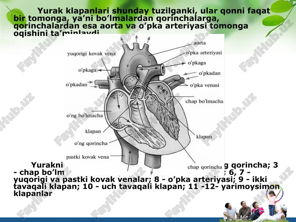 gi turli yoshdagi kishilarda, ayollarda, bolalarda turlicha bo’ladi. bundan tashqari turli xil kasalliklar tufayli ham o’zgarishi mumkin. masalan: 3-9mm. erkaklarda, ayollarda 7-12mm. soatiga cho’kadi. organizm holatining o’zgarishlarida eritrositlar cho’kish reaksiyasini o’zgarishi kuzatiladi. eritrositlarning ma’lum tezligida cho’kishdan foydalanib tibbiyotda kasalliklarni belgilashda foydalaniladi. buni tibbiyotda poe deyiladi. aniqlaydigan asbobni panchenko apparati deyiladi. l/o/g/o organizm qattiq shamollaganda tuberkiloz kasalligida, xomilador ayollarda, yallig’lanish kasalligi boshlaganda va boshqa o’zgarishlarda eritrositlar cho’kish reaksiyasi tezligi ortadi. leykositlar oq qon tanachalari qoning yadroli xujayralari bo’lib aktiv harakatlarning xususiyatiga egadir. ular har xil shaklda bo’lib, 1kub mm bolalar qonida 8000-11000 gacha bo’ladi, katta odamlarda normal holatda bo’ladi. uning soni kun mobaynida o’zgarib turishi mumkin. lekositlar 3 gruppa bo’ladi. 1) donador leykositlar 2)donasiz leykositlar 3) monositlar. l/o/g/o donador leykositlar o’z navbatida 3 guruhga bo’linadi: neytrofilar eozanofillar va bazofillar. leykositlarning ko’rsatilgan miqdoridan ortib ketishi lekositoz deb atalsa miqdordan kamayib ketishi lekopinya deyiladi. lekasitlar organizm ichki muhutining posboni hisobl;anadi chunki lekositlar qonga …