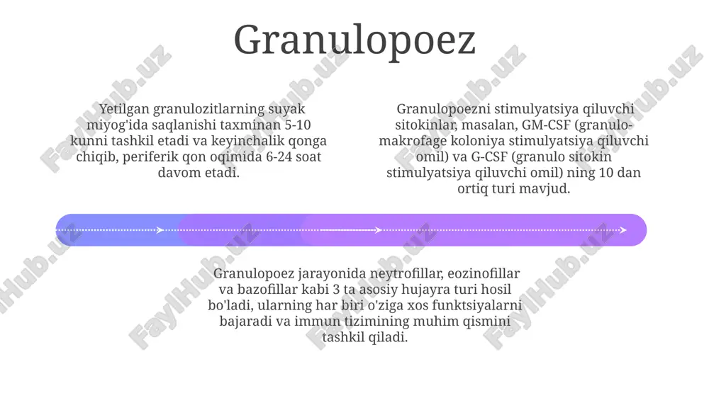 iga differentsiatsiyalanish qobiliyatiga ega boʻlib, taxminan 1:10⁶ nisbatda uchraydi. gematopoez jarayonining normal kechishi uchun sitokinlar, oʻsish omillari va boshqa regulyator molekulalar kabi 20 dan ortiq turdagi neurohumoral signal molekulalari muhim rol oʻynaydi. qon yaratuvchi tizimda kamida 10 ta turdagi qon hujayralari, shu jumladan eritrotsitlar, leykotsitlar va trombotsitlar hosil boʻladi, ularning barchasi bir nechta hematopoetik poyasi hujayralaridan kelib chiqadi. qonning poyachali hujayrasi add text add text add text add text add text add text qonning poyachali hujayrasi oʻz-oʻzini yangilash qobiliyatiga ega boʻlib, 10¹² ga yaqin qon hujayralarini hosil qilish uchun 2-5 marta boʻlinishi mumkin. ushbu hujayra cd34 va cd133 kabi sirt markerlari bilan aniqlanadi, va kemik ko'mig'ida juda kam miqdorda, taxminan 0.01% ni tashkil etadi. qon poyachali hujayrasi eritropoetin, trombopoetin kabi sitokinlar va o'sish omillarining ta'siriga juda sezgir bo'lib, ularning ta'sirida turli qon hujayralari liniyalariga differensiatsiyalanadi. eritropoez 01 02 03 eritropoez jarayoni asosan buyraklar tomonidan ishlab chiqariladigan eritropoetin gormoni tomonidan tartibga …