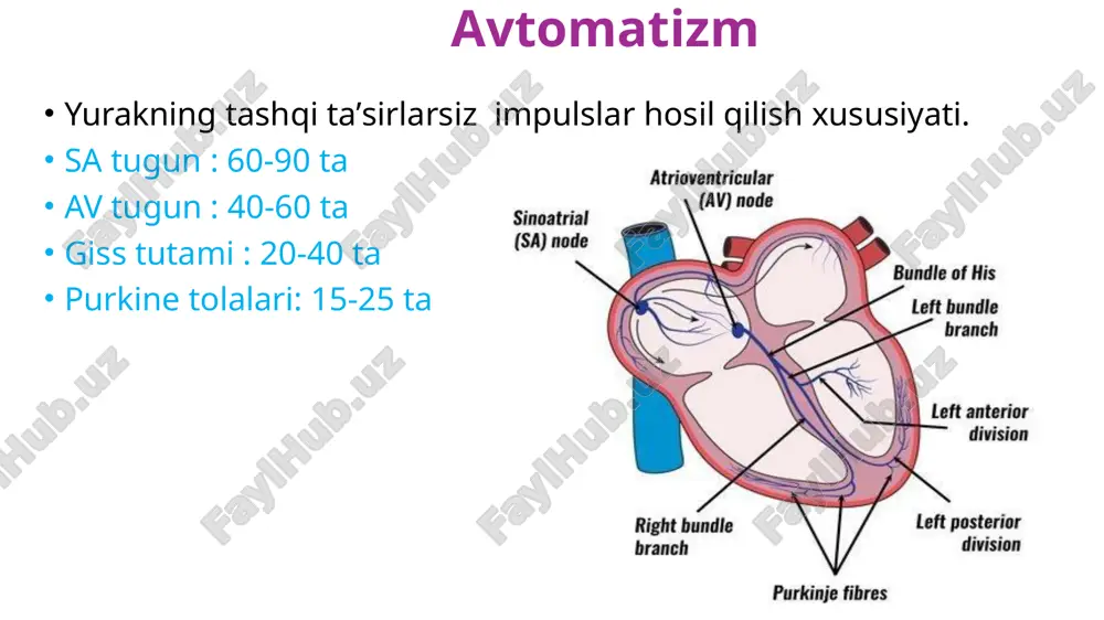 yurak fiziologiyasi - Page 4