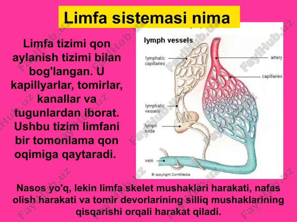 limfa sistemasi - Page 4