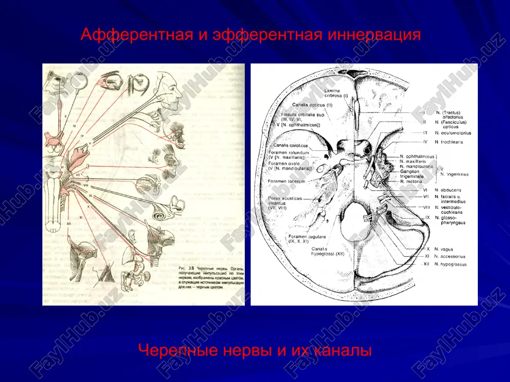 й части лица, слизистую оболочку полости носа, небо, слизистую носоглотки, слезную железу. в полость черепа ветвь входит через круглое отверстие. нижнечелюстная ветвь (r. mandibularis) несёт в составе не только чувствительные, но и двигательные волокна. ветвь иннервирует слизистую оболочку щеки и десна, зубы нижней челюсти, кожу височной области, часть ушной раковины, кожу подбородка и нижнюю губу. в полость черепа проходит через овальное отверстие. v пара — тройничный нерв (n. trigeminus) ветви идут в ганглий – гассеров узел ( (первый неврон). от него нерв проходит в мостомозжечковый угол и подходит к ядру в мосту - второй неврон. от ядра тройничного нерва волокна переходят на противоположную сторону и идут в таламус (третий неврон). дальше чувствительные волокна проходят через заднее бедро внутренней капсулы и оканчиваются в постцентральной извилине v пара — тройничный нерв (n. trigeminus) двигательная часть тройничного нерва начинается от клеток прецентральной извилины проходит через колено внутренней капсулы, совершает неполный перекрест, переключается в …