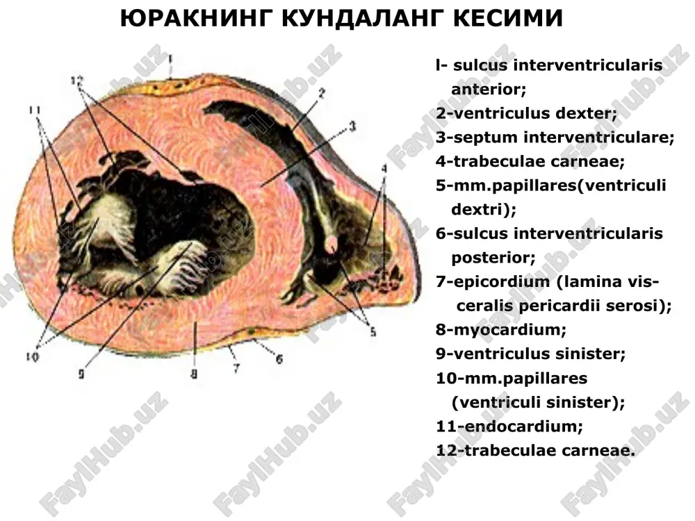 юрак анатомияси - Page 4