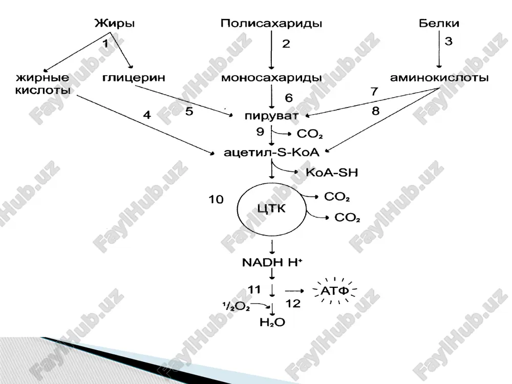 setatdan birikish reaksiyasi natijisa murraeab modda sitrat hosil bo’lishi, krebs siklining substratlaridan glyukoza, aminokislotalar yog kislotalari va boshkalar sintezlanishi. 3) energetik funksiyasi - krebs sikli reaksiyalarining borishi natijasida 1 mol atsetil-koaning parchalanishidan 12 mol atf sintezlanadi. 4) vodorod donorlik (vodorod generatorlik) funksiyasi - krebs sikli nafas olish zanjiri uchun vodorodning asosiy generatori hisoblanadi. bu siklda 4 juft vodorod atomlari hosil bњlib, ulardan 3 jufti nad bilan, bir jufti esa fad bilan birikadi. oshqozon fundal bezlarining hujayralirda vodorod protonlari elektron tashish zanjiriga emas balki xlorid kislota sinteziga sarflanadi. ushbu jarayon buyrakdagi yig’uv naychalardagi to’q bo’yalgan hujayralariga xam xos va siydikning kislotali-asos muvozanatini saqlashda axamiyatga ega. vaziyatli masalalar. 1. yurak yetishmovchiligi bo’lgan bemorlarga kokarboksilaza (gdf) buyuriladi. uning ta’sir mexanizmini tushuntiring. 2. paradont kasalliklarida to’qimalarda energiya almashinuvini tiklash maksadida niatsin buyuriladi. uning ta’sir mexanizmini tushuntiring. 3. ferment biotinaza biotinni oqsillar bilan biotinni kovalent boglanishini uzadi va erkin biotinni hosil qiladi. u biotinga bog’liq …