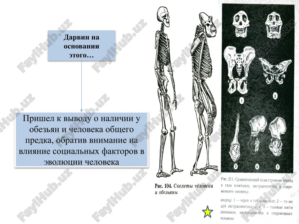 и (гоминиды) род – человек (homo) вид – человек разумный (homo sapiens) подвид – homo sapiens sapiens спасибо за внимание! image1.jpeg image2.jpeg image3.jpeg image4.jpeg image5.jpeg image6.jpeg image7.jpeg image8.jpeg image9.jpeg image10.jpeg image11.jpeg image12.jpeg image13.jpeg image14.png /docprops/thumbnail.jpeg