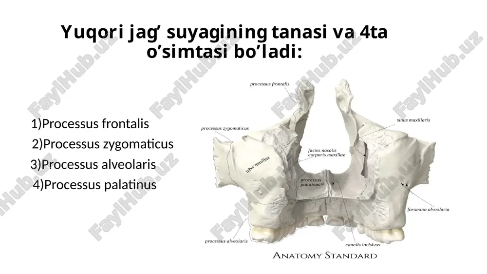 iq ---linea obliquus ,ichki tarafida jag’-til osti chizig’i ---linea mylohyoideus bo’ladi.u ikkita chuqurchani bir-biridan ajratib turadi.yuqoridagi chuqurcha fovea sublingualis ,bunda til osti bezi joylashadi.pastki chuqurcha fovea submandibularis ,bunda jag’ osti bezi joylashadi. corpus mandibulae ning tashqi tarafida 1juft engak teshigi ---foramen mentalis ,engak do’mbog’i ---tuber mentalis ,engak tepachasi ---protuberantia mentalis bo’ladi.o’rtasida fossa digastrica ,ichki tomonida engak o’sig’i ---spina mentalis bo’ladi. til osti suyagi os hyoideum 3ta qismi bor : corpus 2)cornu major 3)cornu minor til osti suyagiga 5 guruh mushaklar birikadi: 1)til osti suyagining ustki guruh mushaklari 2)til ostki suyagining ostki guruh mushaklari 3)til mushaklari 4)halqum mushaklari 5)hiqildoq mushaklari image1.png image2.png image3.png image4.png image5.png image6.png image7.png image8.png image9.png image10.png image11.jpeg image12.png image13.png image14.png image15.png image16.png image17.png image18.png image19.png image20.jpeg image21.jpeg image22.jpeg image23.png /docprops/thumbnail.jpeg