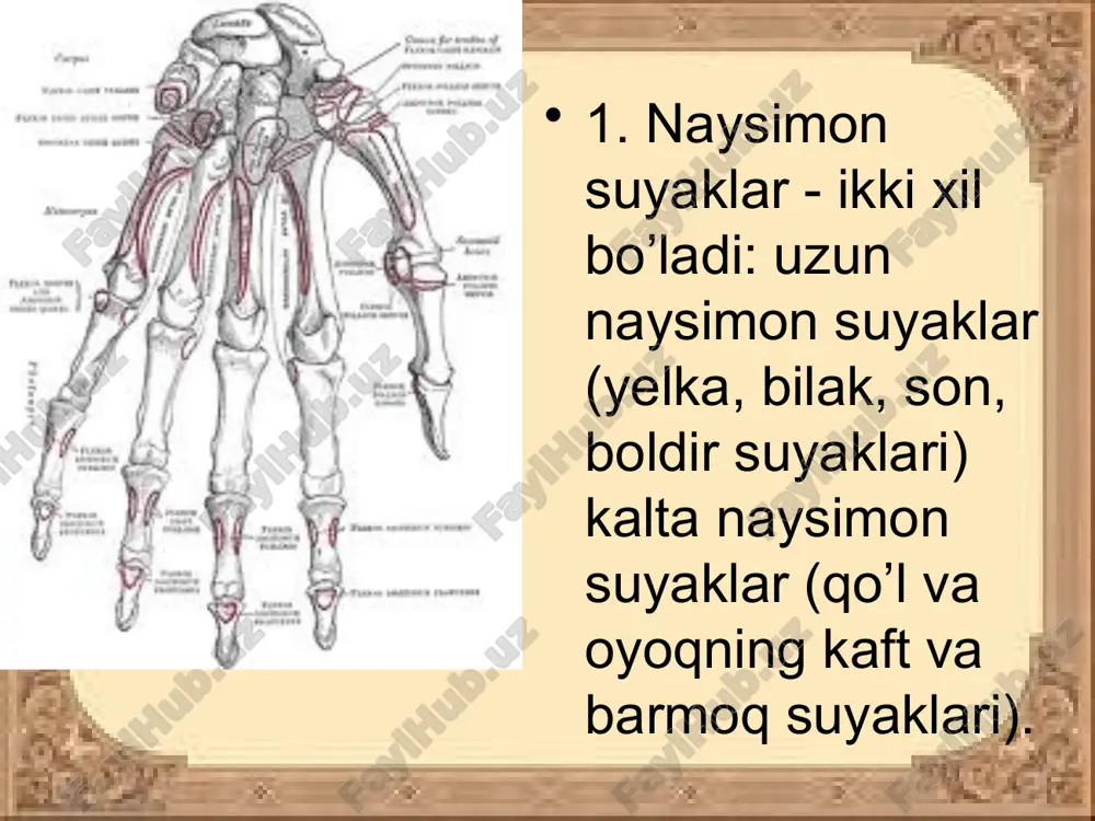 suyaklar tuzilishi - Page 4