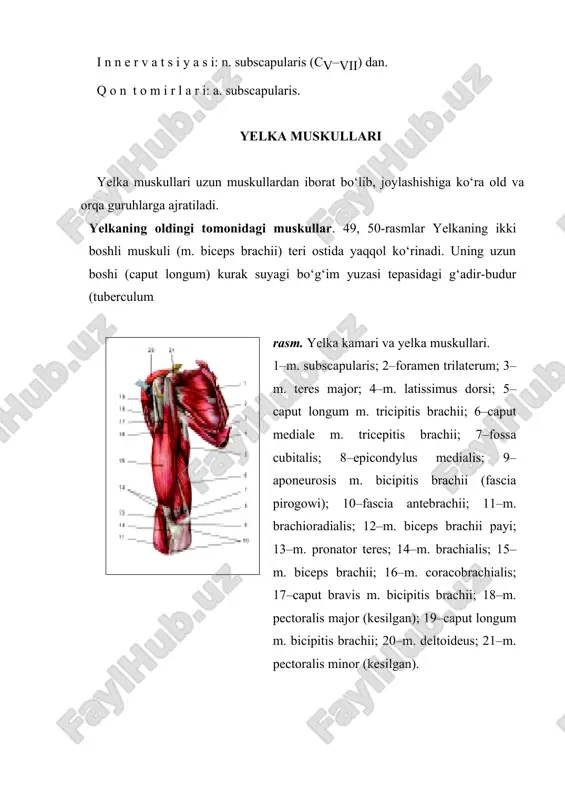 i y a s i. bilakni bukadi va tashqariga buradi. i n n e r v a t s i y a s i: n. musculocutaneus (cv–vii) dan. q o n t o m i r l a r i: aa. collateralis ulnaris superior et inferior, a. brachialis, a. recurrens radialis. yelka muskuli (m. brachialis) ikki boshli muskul ostida joylashgan bo‘lib, yelka suyagining old yuzasi va ikki tomondagi septa intermuscularia brachii dan boshlanib, tirsak suyagi g‘adir-buduri (tuberositas ulnae) ga yopishadi. f u n k s i y a s i. bilakni tirsak bo‘g‘imida bukadi. i n n e r v a t s i y a s i: n. musculocutaneus (cv–vii) dan. q o n t o m i r l a r i: aa. collateralyes ulnares superior et inferior, a. brachialis, a. recurrens radialis. tumshuqsimon-yelka muskuli (m. coracobrachialis) kurak suyagining tumshuqsimon o‘sig‘i (pracessus coracoideus) dan boshlanib, yelka suyagining medial …
