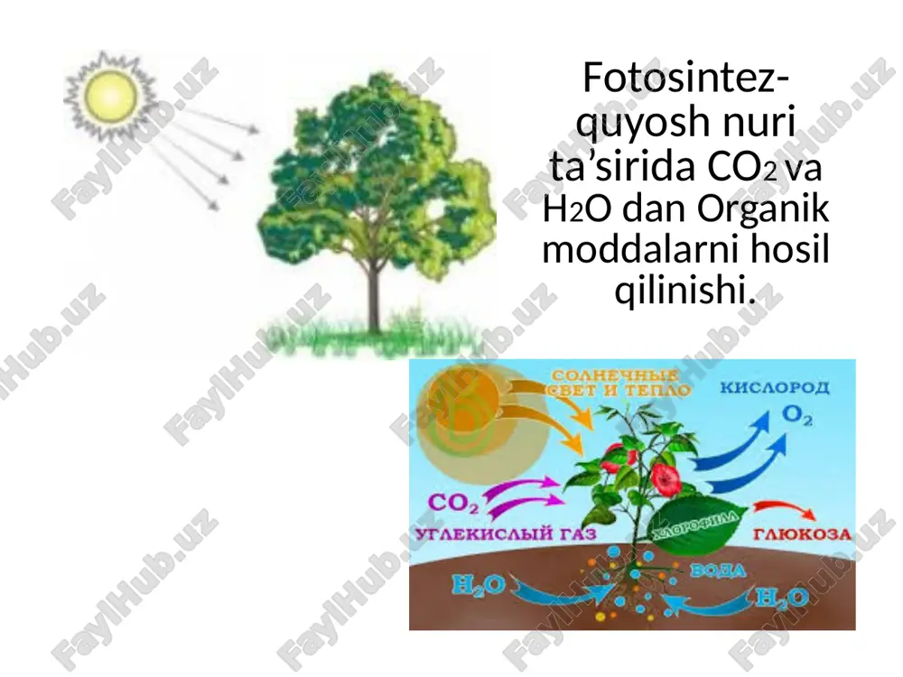 hujayraning oziqlanishi - Page 4