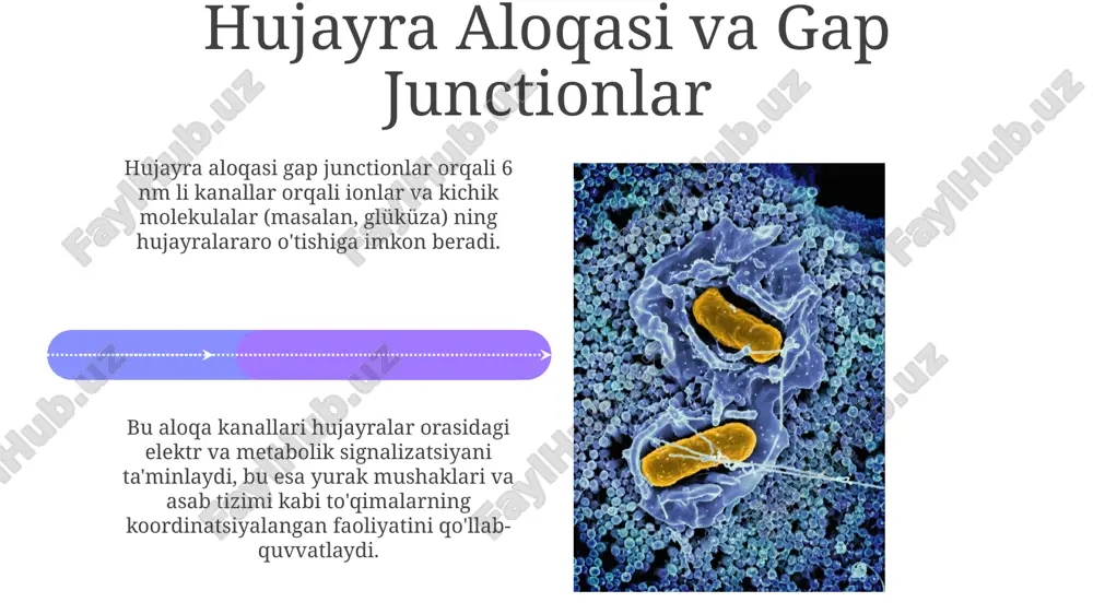 dan farqli o'laroq, atp energiyasidan foydalanib, moddalarni konsentratsiyasi gradiyentiga qarshi, ya'ni past konsentratsiyadan yuqori konsentratsiyaga o'tkazadi, bu jarayon na+/k+ nasosi misolida yaqqol ko'rinadi. ion kanallari, selektiv filtrlarga ega bo'lib, faqat ma'lum ionlarning (masalan, na+, k+, ca2+, cl−) membranadan o'tishini ta'minlaydi, ularning o'tkazuvchanligi esa voltaj yoki ligandlar ta'sirida o'zgarishi mumkin. membrana oqsillarining regulyatsiyasi membrana oqsillarining miqdori va tarkibi endotsitoz va ekzotsitoz jarayonlari orqali dinamik ravishda tartibga solinadi, bu hujayra ehtiyojlariga moslashishni ta'minlaydi. oqsil kinazalar kabi fermentlar membrana oqsillarining fosforillanishini katalizlab, ularning faolligini va membrana ichidagi joylashuvini o'zgartiradi, bu jarayon signal uzatishda muhim rol o'ynaydi. membrananing selektiv o'tkazuvchanligi kichik, gidrofob molekulalar, masalan, kislorod (o2) va karbonat angidrid (co2), membrana orqali erkin diffuziya yo'li bilan o'tishlari mumkin, katta yoki gidrofil molekulalar esa o'ta olmaydi. membranadagi oqsillar, taxminan 50 dan ortiq turdagi transporterlar va kanallar orqali, ionlar va katta organik molekulalarning selectiv o'tishini ta'minlaydi, hujayra ichki muhitini tartibga soladi. e'tiboringiz uchun rahmat @taqdimot_robot image4.jpg …