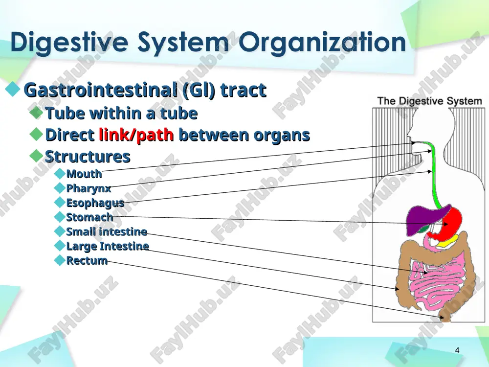 digestive system - Page 4