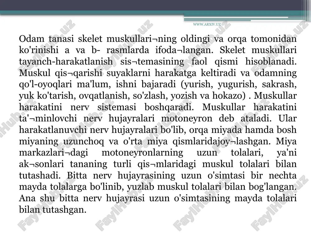 ko'krak qafasining yon tomonida joylashgan tishsimon muskullar, qovurg'a]araro (tashqi va ichki) muskullar hamda ko'krak qafasi va qorin bo'shlig'i o'rtasida joylashgan diafragma muskuli kiradi. www.arxiv.uz bu muskullar nafas olish, nafas chiqarishda, qo'llarni harakatlantirishda ishtirok etadi.qorin muskullariga qorinning tashqi va ichki qiyshiq, to'g'ri, ko'ndalang muskullari, belning kvadratsimon muskuli, oraliq, chov kanali muskullari kiradi. bu muskullar qorin devorini hosil qilishda, nafas harakatlarida, umurtqa pog'onasini bukishda, qorin bo'shlig'idagi ichki organlar bosimini saqlashda, kuchanish jarayonida ishtirok etadi. qorin muskullari ayollarda yaxshi rivoj¬langanligi tug'ish jarayoni oson o'tishiga yordam beradi. www.arxiv.uz orqa muskullariga trapetsiyasimon, orqaning serbar muskuli, rombsimon, kurakni ko'taruvchi, yuqorigi va pastki tishsimon, umurtqa pog'onasini tiklovchi (yozuvchi) muskullar kiradi. orqa muskullari umurtqa pog'onasi va kurak suyagi harakatlarini ta'¬minlaydi. vlar gavdani rostlab turadi. qo'l muskullari yelka kamari va qo'l muskullaridan iborat. yelka kamari muskullariga deltasimon, kurak sohasidagi muskullar kiradi. qo'! muskullari yelka, bilak va qo'l panjasi sohasidagi muskullarga bo'linadi. yelkaning oldingi yuzasida yelkaning ikki boshli, orqa qismida …