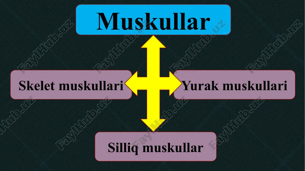 bo‘shashgan, qo‘llar oldinga uzatilib, biron yuk ko‘tarib turilganida qisqargan holatda bo'ladi. muskullar qisqarganida mexanik ish bajarib, energiya sarflaydi. organizmga oziq bilan kiradigan organik moddalar muskullar uchun energiya manbai bo‘ladi. muskullarda bu moddalar parchalanib, energiya hosil qiladi. muskullarning ishlashi muskullaring ishlashi: 1 - yuk, 2 - qo'lni bukadigan muskul, 3 - qo‘lni yozadigan muskul muskullarning charchashi uzoq vaqt dam olmasdan, jismoniy mehnat qilinganida muskullarning ish qobiliyati asta-sekin pasayadi. ish qobiliyatining vaqtincha bunday pasayishi charchash deyiladi. dam olingandan so‘ng muskullarning ish qobiliyati tiklanadi. muskullarning charchashi qisqarish tezligiga va yukning og‘irligiga bog‘liq. qisqarish qancha jadal va yuk og‘ir bo‘lsa, charchash ham shuncha tez yuz beradi. bir me’yorda jismoniy mehnat qilinganida muskullarning ish qobiliyati qisqarishlar orasida tiklanishga ulguradi. muskullar ishining boshqarilishi muskullar ishining boshqarilishi. muskullar bosh va orqa miyadan keladigan nerv impulslari ta’sirida qisqaradi. teri, pay, bo‘g‘imlar va muskullarda sezuvchi nervlar uchlari - retseptorlar joylashgan. biron ta’sir tufayli retseptorlarda hosil bo‘lgan nerv impulslari sezuvchi …