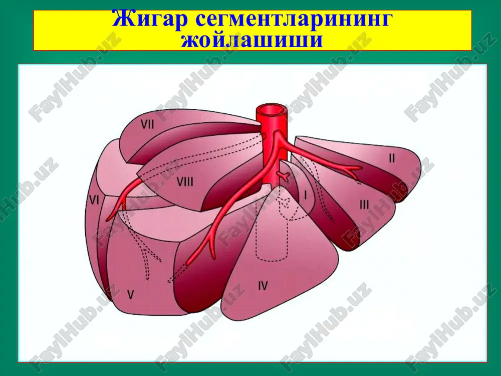 жигар хирургик касалликлари - Page 4