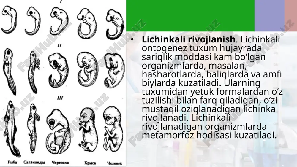 ontogenez - Page 4