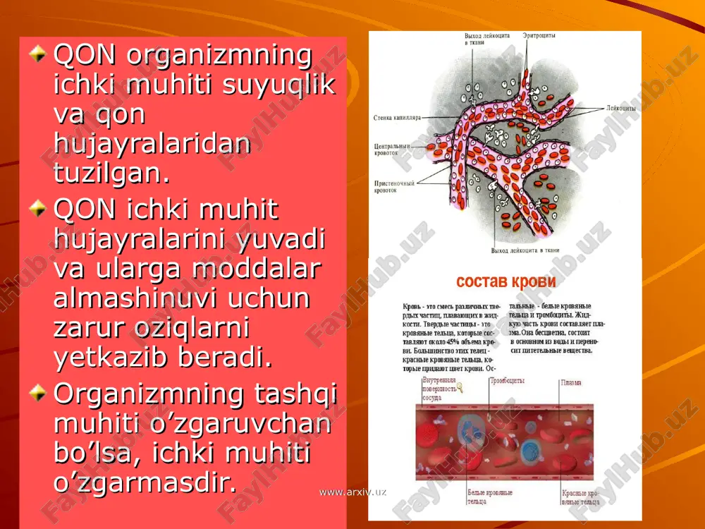 l hisobiga hosil bo’ladi. qonning onkotik bosimi deb plazma oqsillari hosil qilgan osmotik bosimga aytiladi. www.arxiv.uz www.arxiv.uz qon guruhlari. www.arxiv.uz www.arxiv.uz qon tarkibida agglutinogen va agglutininlar uchrashish tartibiga ko’ra 4guruhga bo’linadi. 1 – yoki “0” guruppada eritrositlarda agglutinogenlar yo’q, plazmada α va β agglutinin bor. 2 – a guruhda aglutinogen a va plazmada agglutinin β bo’ladi. 3 – b guruhda agglutinogen b, plazmada agglutinin β bo’ladi. 4 – ab guruhda agglutinogen a va b bo’ladi, plazmasida esa agglutininlar bo’lmaydi. www.arxiv.uz www.arxiv.uz rezus faktor. 1940 – yil k.landshteyner va viner qon eritrositlarida agglutinogen a,b dan tashqari α β agglutininlar bo’lishini aniqlashdi.buni rezus omil rh deb atadilar. rezus faktor bor odamlar rezus musbat, yo’q bo’lganlar rezus manfiy deyiladi. dunyo bo’yicha 85% odam rezus musbat, 15% manfiy hisoblanadi. rezus faktor bo’yicha qonning to’g’ri kelmasligi homilada gemolitik anemiyaga sabab bo’ladi. homila nobud bo’ladi. www.arxiv.uz www.arxiv.uz rezus faktor musbat va manfiy ko’rinishi. www.arxiv.uz www.arxiv.uz qonning …