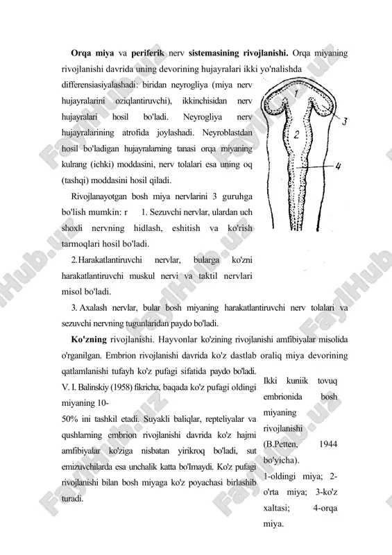 jinsiy voyaga yetgan lansetnikda ovqat hazm qiiish organlari rivojlanishi xorda va mezoderma ektodermadan ajralishi bilan boshlanib, ichak bo'shlig'i faqat entodermal hujayralardan hosil bo'ladi. minoga, miksina, ikki xil nafas oluvchi baliqlar, amfibiyalarda ham ovqat hazm qiiish organlari shu yo'l bilan hosil bo'ladi. oldingi ichak ancha kengaygan, orqa ichak biroz ingichka bo'ladi. b. i. balinskiy (1947) amfibiyalarda ichaklar rivojlanishini entoderma epiteliy hujayralarini markirovka qiiish usuli bilan o'rgandi. ichaklarning oldingi qismidan og'iz, halqum, orqa ichakdan jigar divertikulumi, ya'ni amfibiyalarda jigar va oshqozon osti bezi, salamandralarda oshqozon va o'n ikki bormoqh ichak hosil bo'ladi. o'rta ichakning entodermal hujayralaridan o'n ikki bamioqli ichak epiteliysi, oshqozon osti bezining bir qismi va ichakning boshqa qismlari hosil bo'ladi. ovqat hazm qiiish sistemasi evolyusion jihatdan qadimiy bo'lib, ontogenezda dastlab paydo bo'ladi. qusfelar, sut emiznvcliilar va odam ovqat hazm qiiish organiariniiig rivojlanishi. qushlarda meroblastik maydalanishdan keyin ovqat hazm qiiish organlari o'ziga xos yo'nalishda rivojlanadi. ovqat hazm qiiish organlarining entodermal epiteliy …