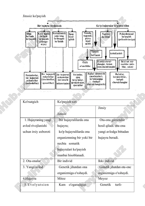 ordamida ko'payadi. 2. kurtaklanih ko'payish. g'ovak tanlilar, kovakichlilarva'ayrimhalqali chuvalchanglarda ona organizmida kurtak hosil bo'ladi va o'sadi, yangi organizmga aylanib, malum vaqtdan keyin ona oiganizmidan ajralib, mustaqil yashaydi. 3. poliembrional ko'payish (poliembrioniya). bunday ko'payishning mohiyati shiuidan iboratki, dastlab jinsiy hujayralar o'zaro qo'shilib, zigota hosil bo'ladi. bu jinsiy ko'payish hisoblanadi. keyin zigota bo'linib, mustaqil rivojlanadigan bir nechta homilalar hosil qiladi. buning natijasida bir tuxumdan paydo bo'lgan egizaklar hosil bo'ladi. odamlarda 2 tadan 6 tagacha bir tuxumdan rivojlangan egizaklar tug'ilishi mumkin. bunday ko'payish boshqa sut emizuvchilarda, jumladan zirhlilarda, hasharotlarda ham kuzatiladi. bu hodisani 1866 yilda i. i. mechnikov birinchi marta meduzalarda aniqlagan. 4. tartibii bo'linish. bunday bo'linish ayrim kovakichlilarda va ayrim halqali chuvalchanglarda uchraydi. ssifoidlarning planula uchinkasi taraqqiy etib, yakkapolipga-ssifistomagaaylanadi.u kurtaklanish yo'li bilan ko'payishi mumkin. ssifistomaning muhim xususiyati, unda strobilyasiya jarayonining sodir bo'lishidir. bundapolip bir nechamartako'ndalangigabo'linib, bir nechta aylana disk hosil qiladi. aylanalarning chetlari qirqilgan shaklda bo'ladi. eng oxirgi aylananing markazidan, ularning hammasini …