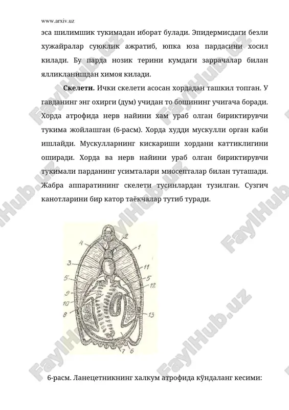 ра усти эгатчасига айланиб, оркага ичакка боради. ичак анал тешиги билан тугайди. ичакнинг олдинги паст томонида катта жигар усимтаси бор, бу усимта умурткали хайвонларнинг жигарига гомологдир. шундай килиб ланцетникнинг овкатланиши хам, нафас олиши хам гавданинг пассив равишда, факат киприкларнинг тебраниб харакат килиши туфайли содир булади. кон айланиши тизими. ланцетникнинг кон айланиш тизими ёпик, кон факат кон томирлари буйлаб окади ва сувда яшовчи тубан умурткалиларнинг кон айланиш тизимига ухшаш, лекин улардан юрагининг булмаслиги билан фарк килади. артериал тизими. халкумнинг остида йирик кон томири-корин аортаси (aorta ventralis) жойлашади ва бу томирдан вена кони гавданинг олдинги томонига караб окади. корин аортасидан юздан ортик жабрага олиб келувчи артериялар чикади. жабраларда кон кислородга туйиниб жабрадан олиб кетувчи артерияларга тушади ва булар жуфт орка аорта илдизларига йигилади. орка аорта илдизларининг олдинги учидан бошни артериал кон билан таъминловчи жуфт уйку артерияси чикади. халкумнинг орка кисмида жуфт орка аорта илдизлари узаро кушилиб, орка аорта (aorta dorsalis)ни хосил килади, …