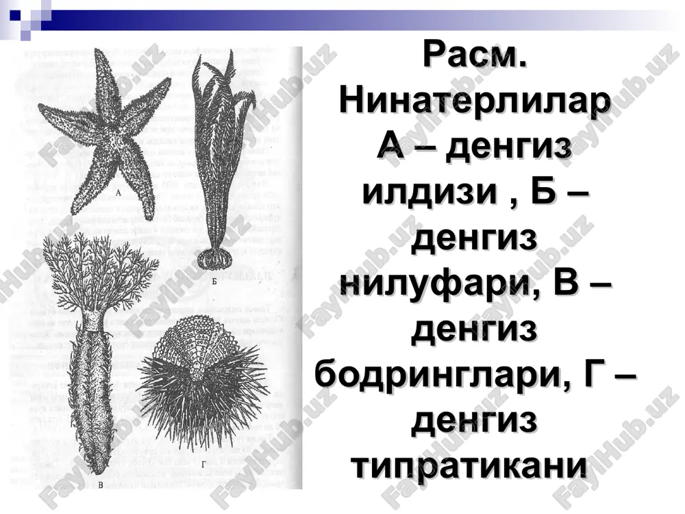 шган. қон айланиш системаси иккита ҳалқа томирлар ва улардан нурлар бўйлаб кетадиган радиал қон томирларидан иборат. ҳалка томирлар-дан бири оғиз олдида, иккинчиси аборал томонидаги анал тешиги яқи-нида жойлашган. ҳалқа томирлар қон ишлаб чикарадиган щ органи билан боғланган. нинатерилиларнинг қон томирлари перигемал сис­темаси найлари ичида жойлашган бўлиб, ўз эпителийси бўлмайдиган лакунлардан иборат. ичак девори орқали қон суюқлигига озиқ модда­лар ўтиб туради. нинатерилилар қони умуртқали ҳайвонларнинг лим­фа суюқлигига ўхшаб кетади. уц комплекси органлари. нинатерилиларнинг ўҳ комплекси ор­ганлари тана дискининг тик ўқи бўйлаб жойлашган органлар, хусу­сан амбулакрал системасининг мадреопор пластинкаси, тош канал, ўқ органи ва ундаги цон айланиш системаси лакунлари, целомдан ҳ_осил бўлган иккита ўқ. синуслар ҳ_амда жинсий синусдан ташкил топ­тан. нерв системаси. денгиз юлдузларида битта асосий эктоневрал (орал) ва иккита қўшимча-гипоневрал ва аборал нерв системалари бўла-ди. асосий эктоневрал нерв системаси оғизолди нерв ҳ_алқаси ва ун­дан нурлар бўйлаб кетадиган 5 ёки ундан кўпроқ. радиал нервлардан иборат. бу нерв системасидан чуқурроқда гипоневрал системаси жой­лашган. …
