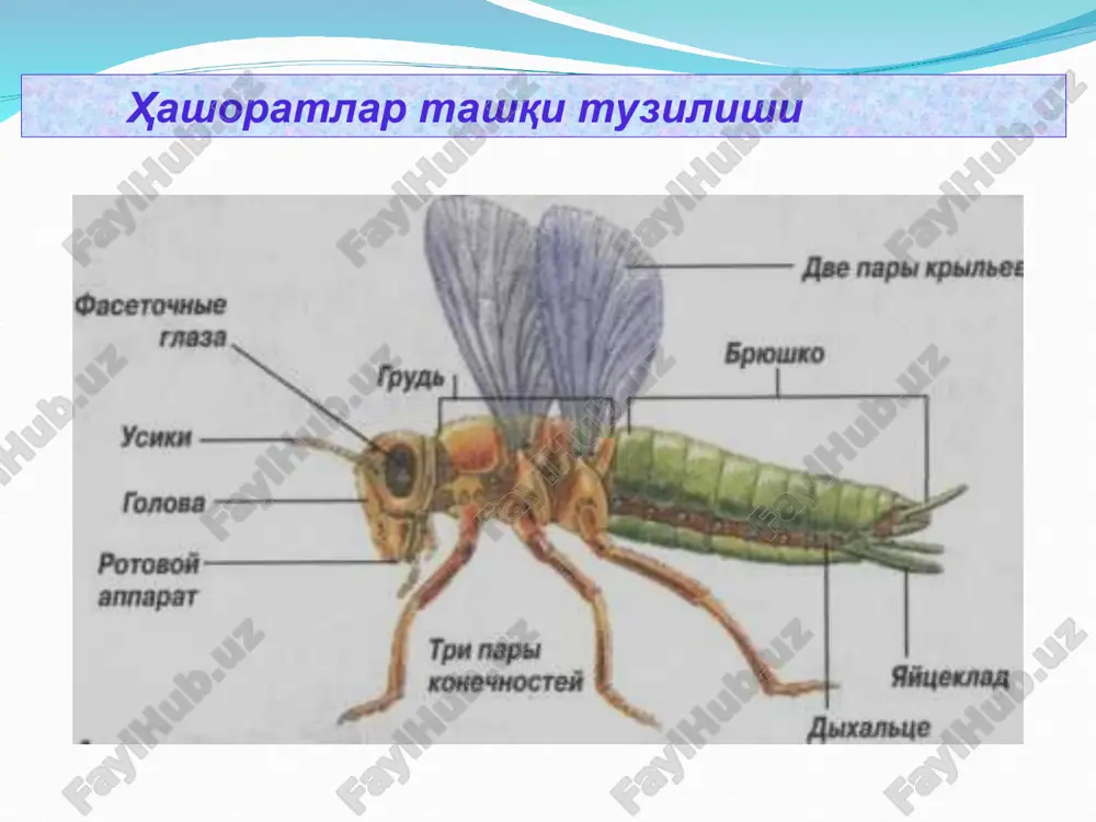 ҳашаротлар (insecta) синфи - Page 4