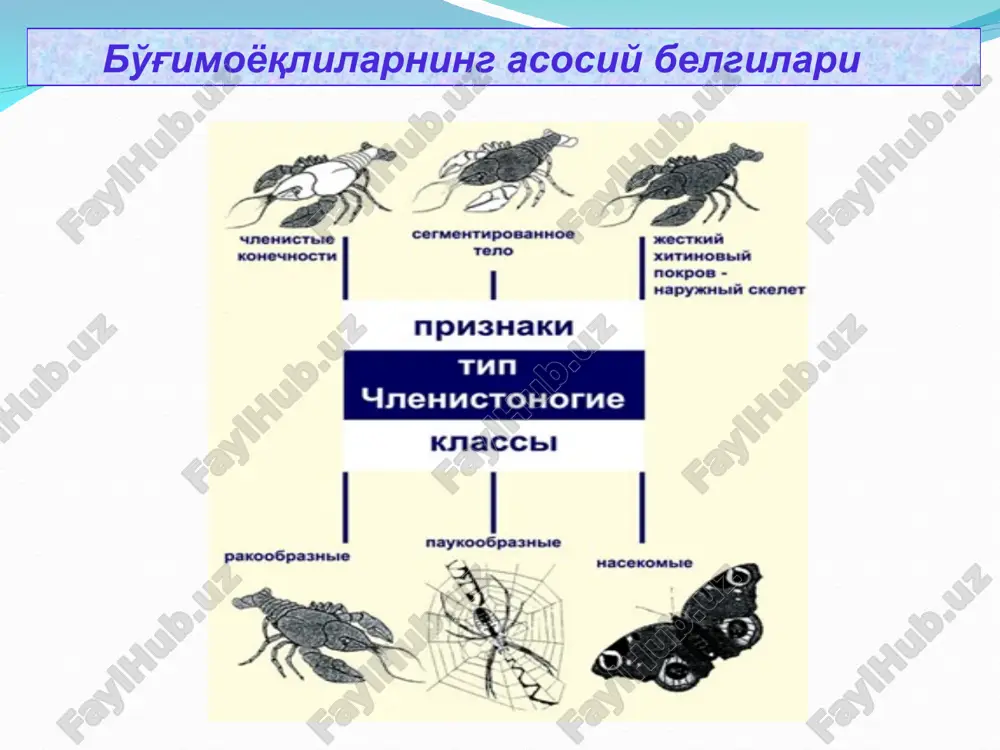 бўғимоёқлилар ( artuhropoda) типи - Page 4