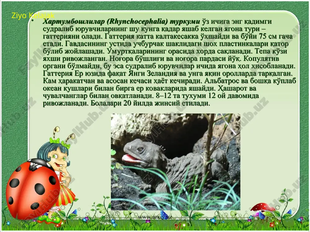 ларининг бўшлиги ҳисобланади. боши, бўйни, оёқлари ва хавф туғилганда думи маълум даражада қалқон ичига тортилади. қалқони ёки панцери устки бўлим – карапаксдан ва пастки бўлим – пластрондан ташкил топган. карапакс тери ҳисобидан ривожланган суяк пластинкалар ҳамда қобирғалар ва умуртқаларнинг асосий қисмининг қўшилишидан ҳосил бўлса, пластрон қопловчи суяк пластинкалар, тўш ва ўмров юпқа шох пластинкалар билан қопланган. бош скелетида маълум даражада иккиламчи суяк – танглай ҳосил бўлади. жағларида тишлари бўлмайди. жағ суяклари қирраси ўткир шох – қин билан қопланган. оғиз бўшлиғининг таги гоҳ кўтарилиб, гоҳ тушиб ҳавони тортишида насос ролини ўйнайди. нафас олиш механизми яна бўйин ва оёқларининг ҳаракати орқали ҳам юзага келади, чунки тошбақаларда кўкрак қафаси йўқ. ziyo kelajak www.arxiv.uz www.arxiv.uz тошбақалар асосан нам тропик ҳудудларда ва жазирама чўл зоналарда тарқалган. тинч ва ҳинд океан оролларида оғирлиги 200 кг га етадиган фил тошбақаси яшайди. ўрта осиё чўл тошбақаси, қрим ва кавказда ботқоқ тошбақалари тарқалган. улар яширин бўйинли тошбақаларга киритилади. оғирлиги …