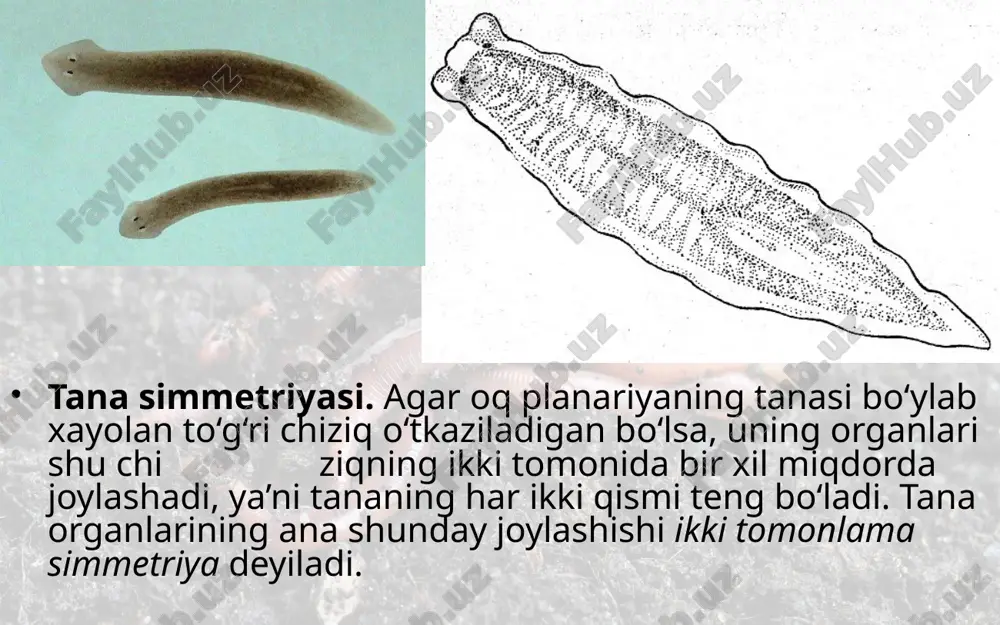 yassi chuvalchanglar tipi kiprikli chuvalchanglar sinfi. 7- sinf - Page 4