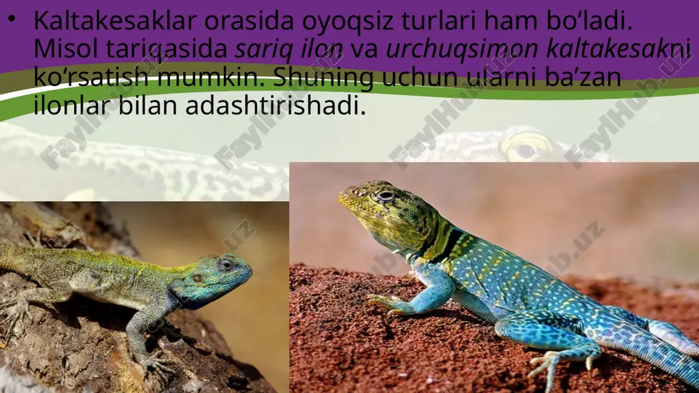 sudralib yuruvchilarning xilma-xilligi tangachalilar turkumi. 7- sinf - Page 4