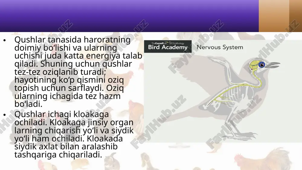 qushlarning ichki tuzilishi va sezgi organlari. 7- sinf - Page 4