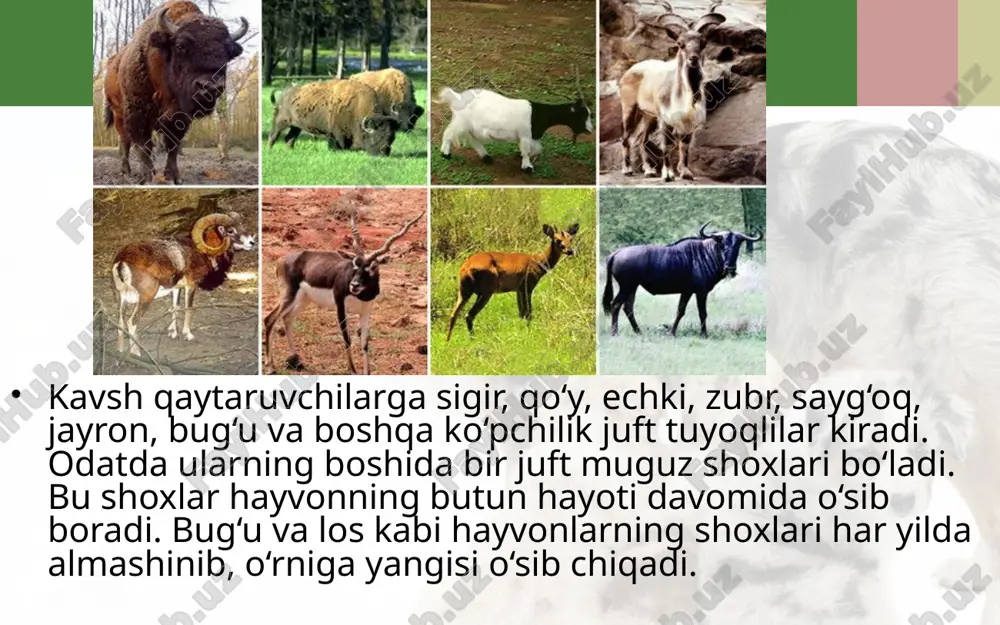 tuyoqli sutemizuvchilar. 7- sinf - Page 4